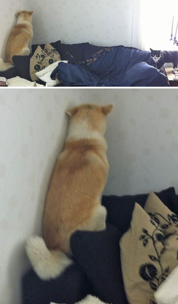 40 casi in cui la convivenza tra cani e gatti non va come previsto