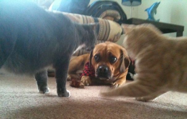 40 casi in cui la convivenza tra cani e gatti non va come previsto