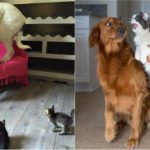 40 casi in cui la convivenza tra cani e gatti non va come previsto