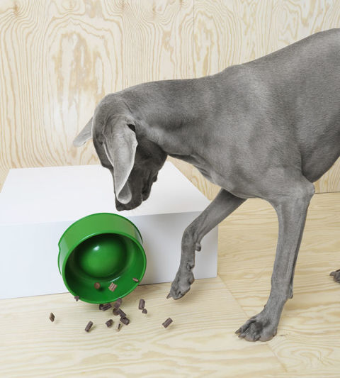 IKEA lancia una linea di mobili per cani e gatti