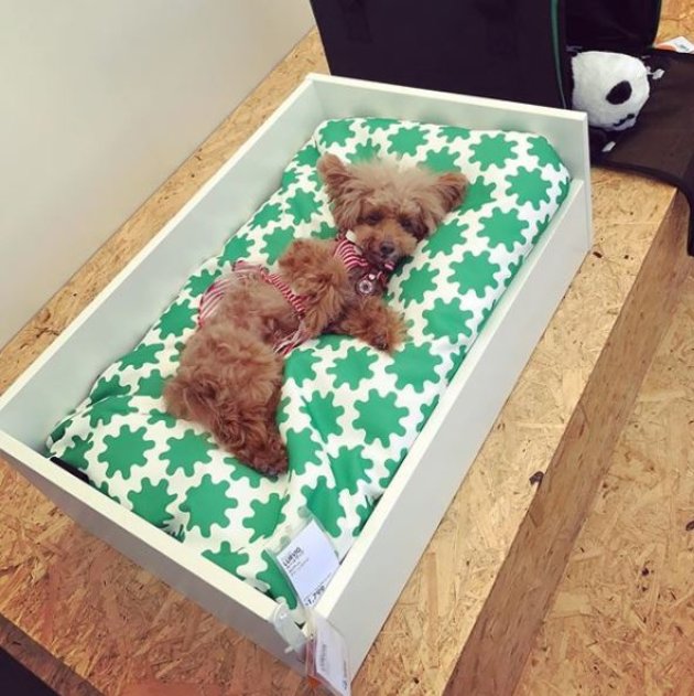 IKEA lancia una linea di mobili per cani e gatti