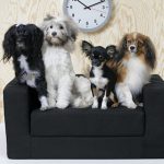IKEA lancia una linea di mobili per cani e gatti