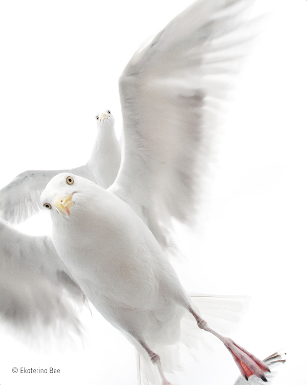 Natura violentata: il rinoceronte mutilato vince il Wildlife Photographer of the Year