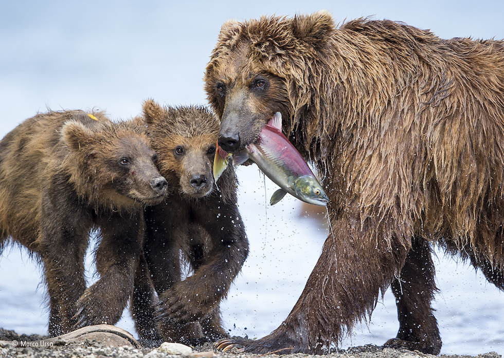 Natura violentata: il rinoceronte mutilato vince il Wildlife Photographer of the Year