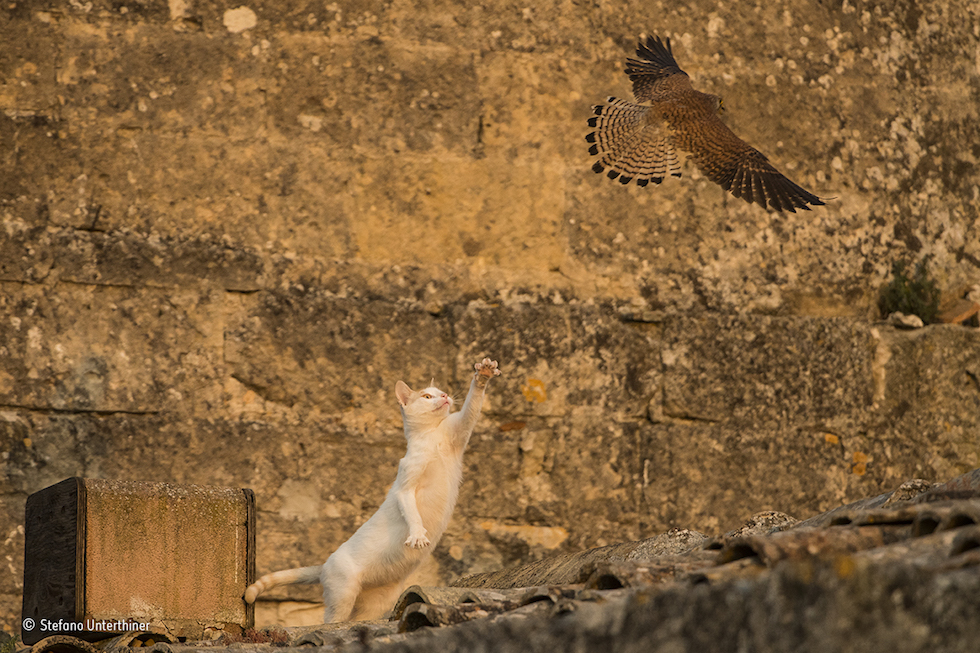 Natura violentata: il rinoceronte mutilato vince il Wildlife Photographer of the Year
