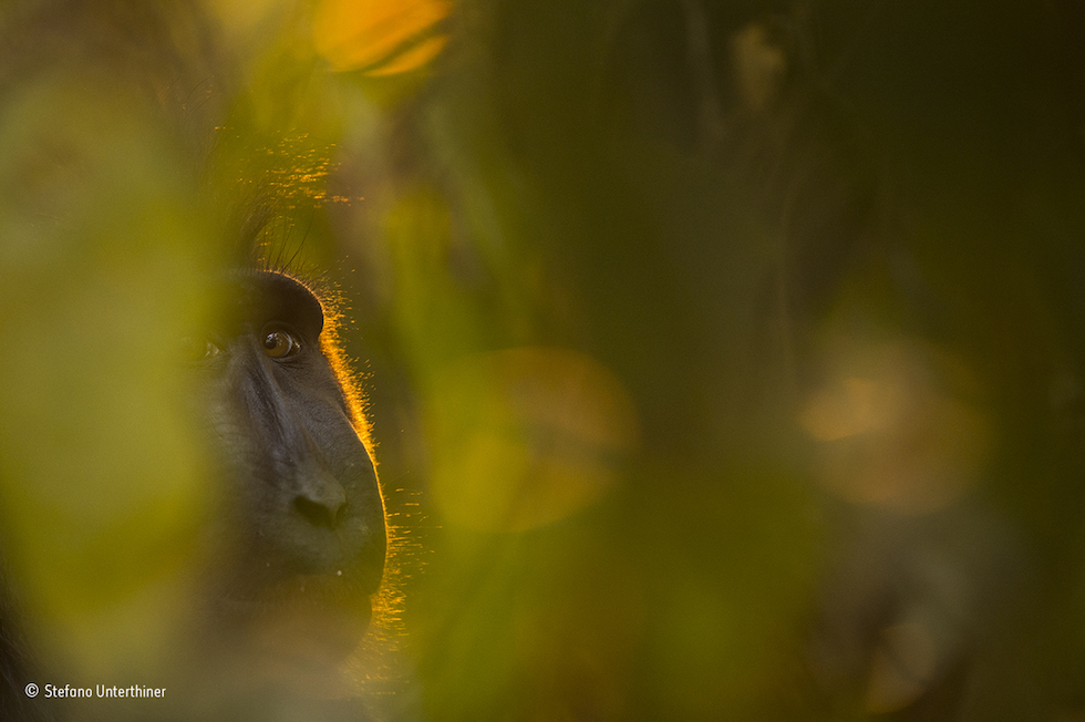 Natura violentata: il rinoceronte mutilato vince il Wildlife Photographer of the Year