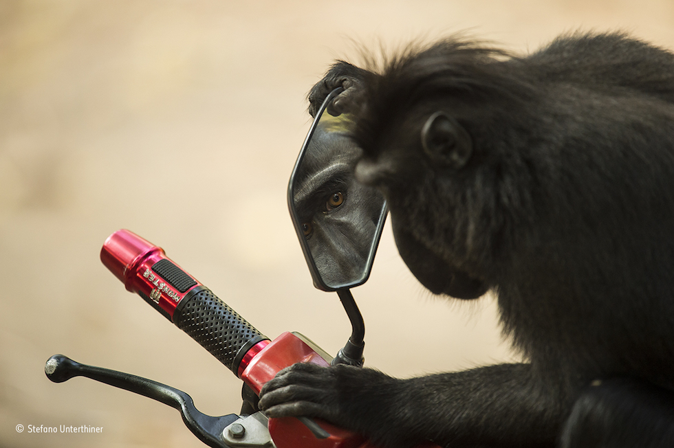 Natura violentata: il rinoceronte mutilato vince il Wildlife Photographer of the Year