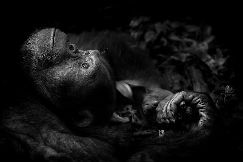 Natura violentata: il rinoceronte mutilato vince il Wildlife Photographer of the Year