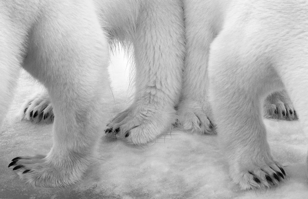 Natura violentata: il rinoceronte mutilato vince il Wildlife Photographer of the Year