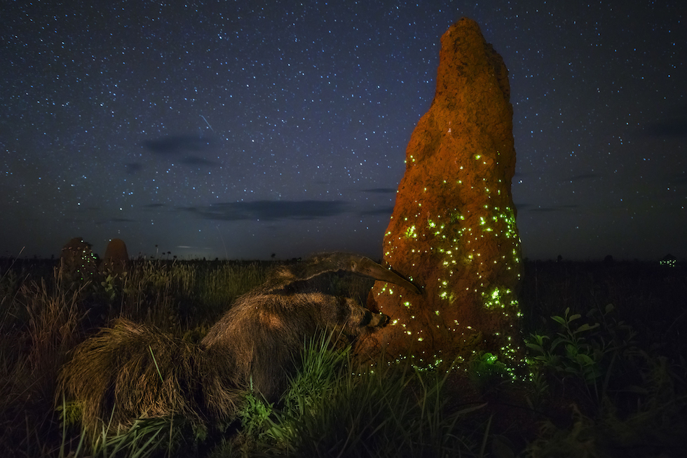 Natura violentata: il rinoceronte mutilato vince il Wildlife Photographer of the Year
