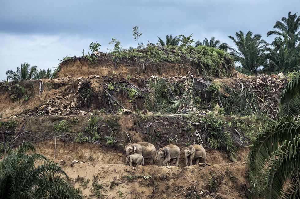 Natura violentata: il rinoceronte mutilato vince il Wildlife Photographer of the Year
