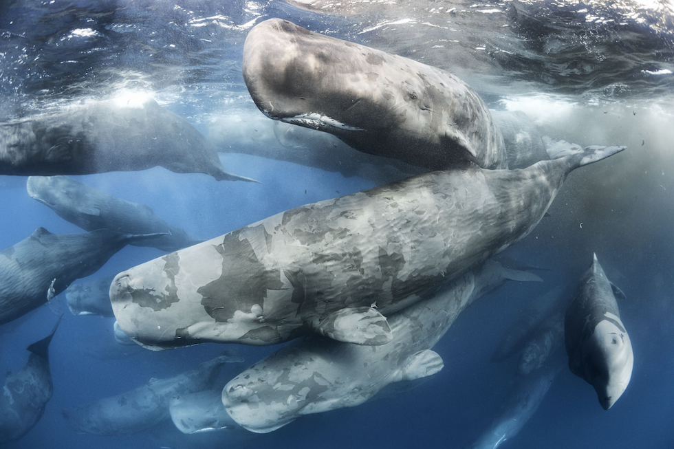 Natura violentata: il rinoceronte mutilato vince il Wildlife Photographer of the Year