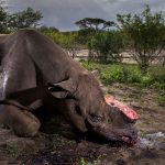 Natura violentata: il rinoceronte mutilato vince il Wildlife Photographer of the Year