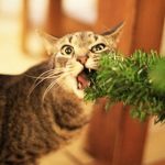 Gatti vs Natale: chi vincerà quest'anno?