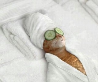 funnycatrelax