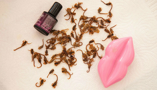 manicure con scorpioni letali veri