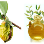 Olio di Jojoba per la cura del viso e dei capelli