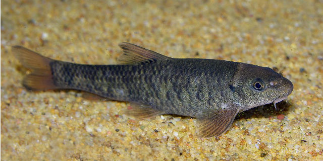 Garra Rufa: il pesce della fish pedicure